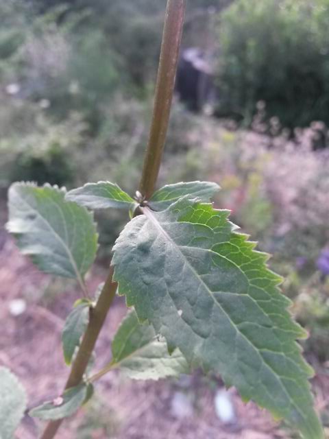 Trachelium caeruleum / Trachelio coltivato